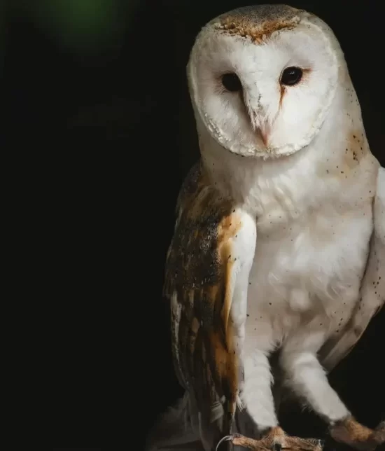 Barn owl perched upon a wooden fence at night