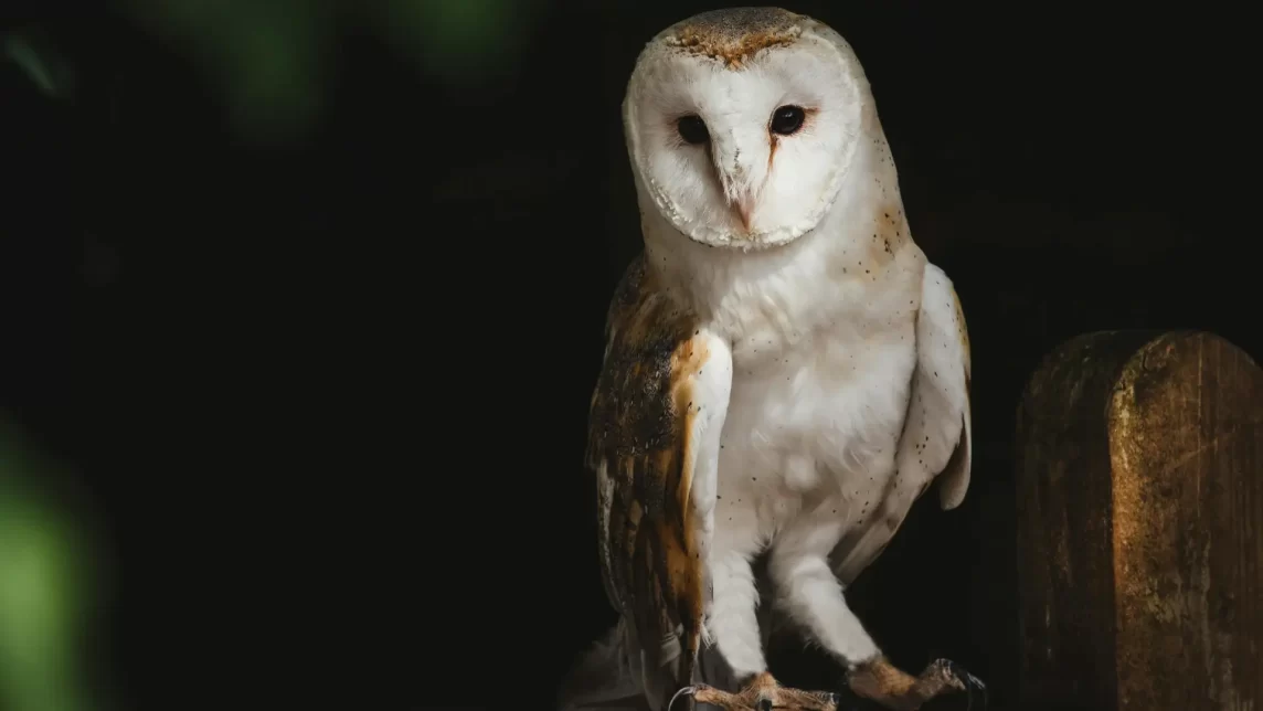 Barn owl perched upon a wooden fence at night