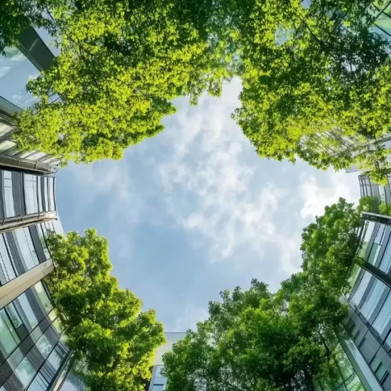 Tree's and buildings through a fisheye lens