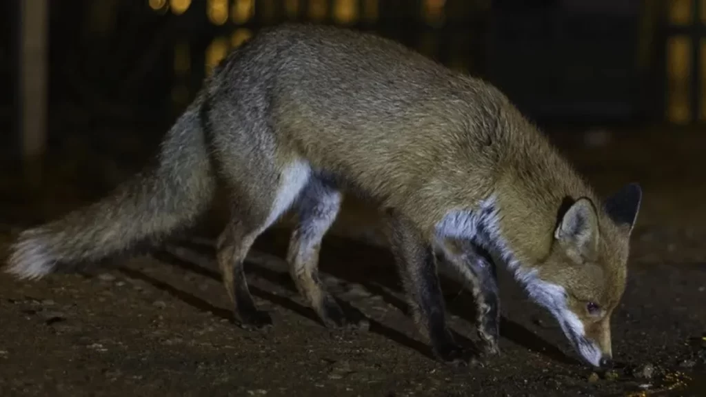 Fox under a light at night