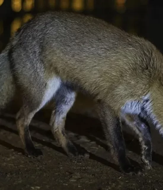 Fox under a light at night